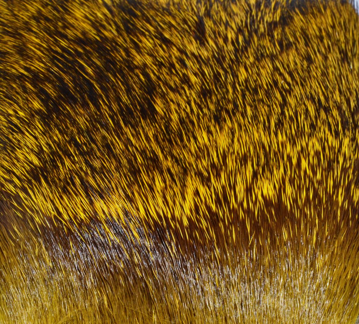 Värjätty peurankarva, Yellow